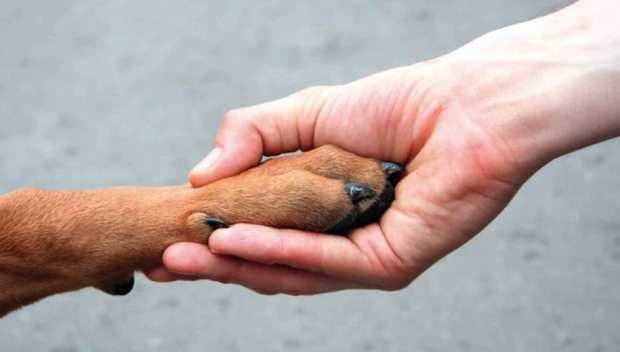 Câmara participa do primeiro Movimento Parlamentar em Defesa dos Animais